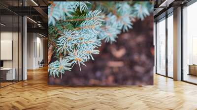 silver pine tree close up in the sunshine Wall mural