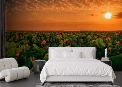 waterlily tulip field at sunset Wall mural