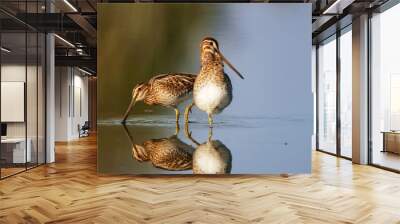 Two common snipes Wall mural