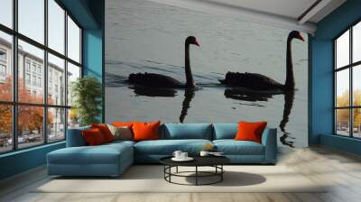 2 black swans Wall mural