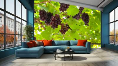 Red ripe grapes in garden Wall mural