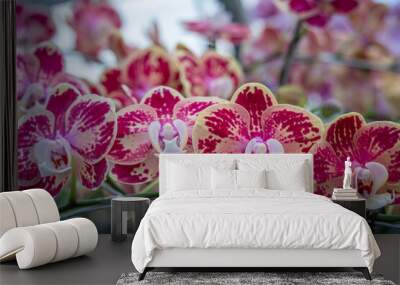 Doritaenopsis orchids are cultivated in a garden to be sold or rented to other parties Wall mural