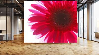 Gerbera Wall mural