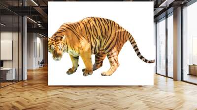 A big tiger walkin isolated on white background. front side view with copy space. Thailand, Asia. Wall mural