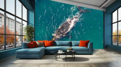 Adult Whale in the sea. St Lucia in South Africa is one of the top Safari Tour destinations. Aerial view. Wall mural