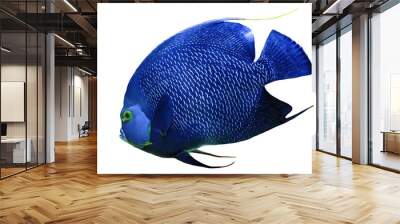 Close up of French angelfish of aquarium fish tank of coral reef isolated on white background. Pomacanthus paru species living in Western and eastern Atlantic Ocean, Gulf of Mexico and Caribbean. Wall mural