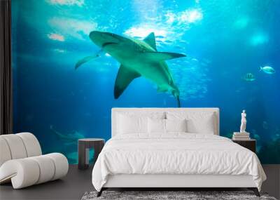 Undersea blue background. Bottom view of white shark in deep ocean. Undersea marine life. Wall mural