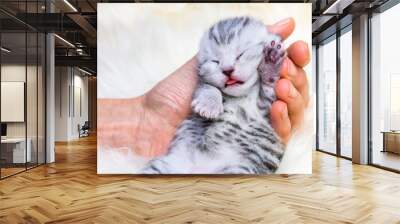 Sleeping newborn  silver tabby cat in hand Wall mural