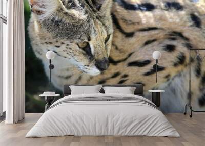 Serval (Leptailurus serval) Wall mural