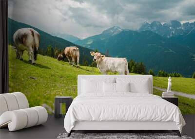 Cute White Cow Calf Standing on the Green Pasture in the Mountain Landscape Wall mural