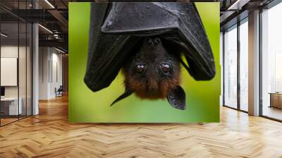 bat on a branch Wall mural