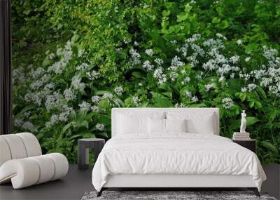 Blooming Allium ursinum, known as wild garlic, growing in the garden. Wall mural