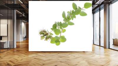 Oregano mit Blüten isoliert auf weißem Hintergrund Wall mural