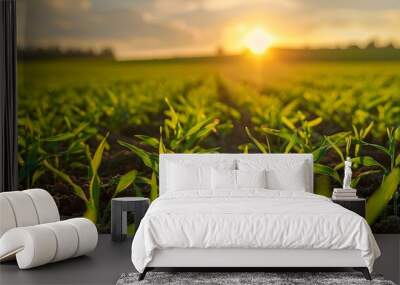 Beautiful green field of young wheat in the morning at dawn in sunlight landscape, panoramic view. Cereal sprouts close-up in nature.  Wall mural