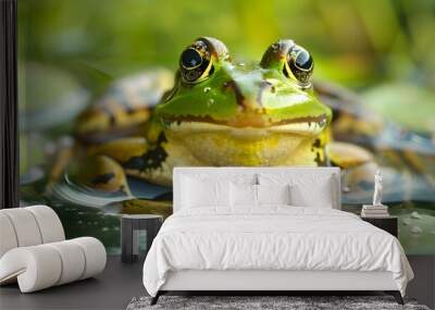 frog on green pond.  Wall mural