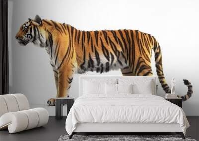 Side view, profile of a tiger standing, isolated on white.  Wall mural