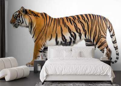 Side view, profile of a tiger standing, isolated on white.  Wall mural