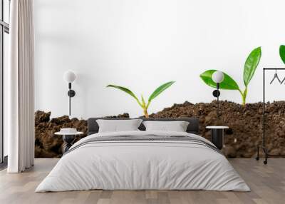 grow plant process isolated Wall mural