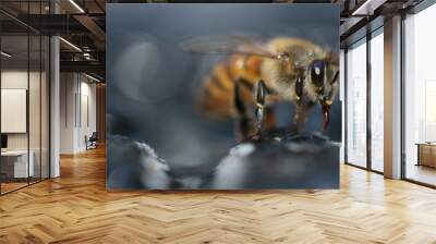 close up of a bee macro  Wall mural