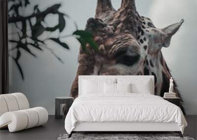 Animals Wall mural