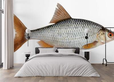 Roach, river fish isolated on white background. Wall mural