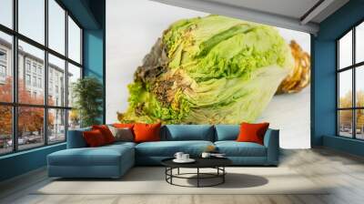 rotten or decay green lettuce salad leaves Wall mural