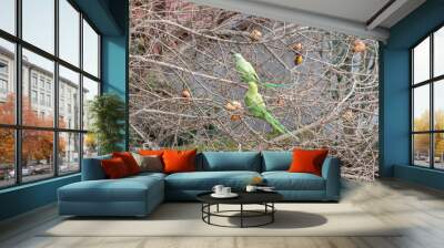 two green parrots on a pomegranate tree in winter Wall mural