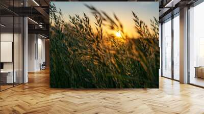 golden Wild wheat on the field at sunset sunrise Wall mural