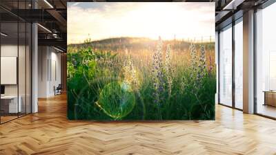 wild flower Meadow field with summer haze sunshine and lens flare Wall mural