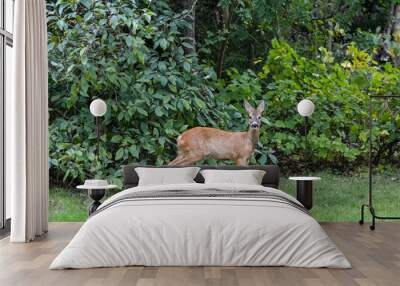 View in the garden with a roe deer Wall mural