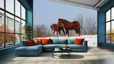 Chevaux 2 Wall mural