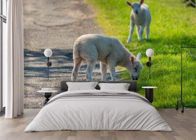 Two lambs grazing on the edge of a rural road Wall mural