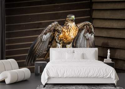 Bird of prey in a wildlife enclosure. Wall mural