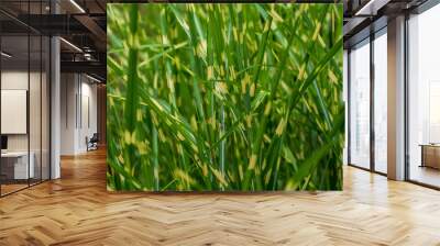 green white grass background Wall mural