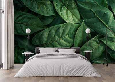 Lush green leaves densely packed together in a natural setting showcasing the beauty of foliage during daylight Wall mural