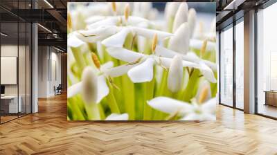 white Chinese ixora flowers that grow on the edge of the lake Wall mural