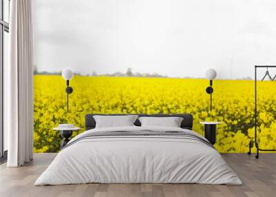 yellow field of oilseed rape Wall mural