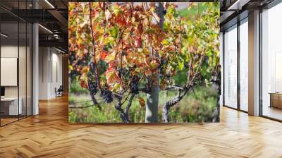 Wine and vineyards around the world - Argentina Wall mural