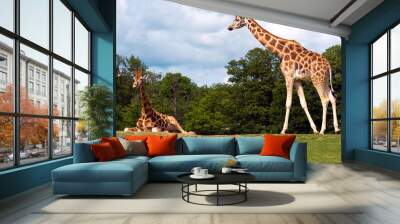 two giraffe Wall mural