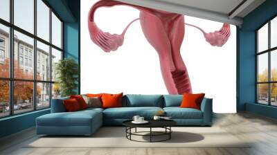 3d renderings of female reproductive system Wall mural