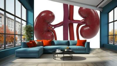 3d renderings of urinary system Wall mural