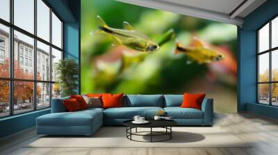 Aquarium fish Silver Tipped Tetra swimming freshwater aquarium tank, greenery soft background. copy space Wall mural