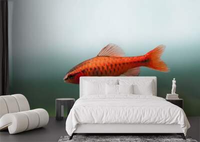 Underwater aquarium still life scene. Red color tropical fish Barb Puntius titteya swim on soft blue green background. Shallow depth of field. Wall mural