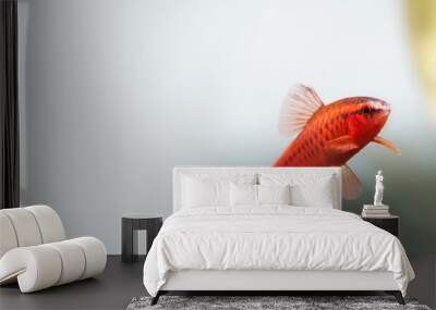 Underwater aquarium still life scene. Red color tropical fish Barb Puntius titteya swim on soft white background. Shallow depth of field. copy space. Wall mural