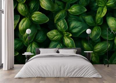 Basil leaves viewed from above, with soft light filling the frame. Wall mural