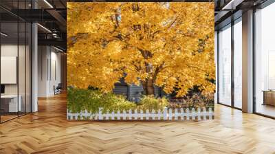 Bright yellow fall tree leaves background in front of home with white picket fence. Wall mural