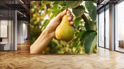 Female hand holds beautiful tasty ripe pear on branch of pear tree in orchard for food or juice, harvesting. Autumn harvest in the garden outside. Village, rustic style. Eco, farm products. Wall mural