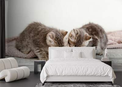 Two little tabby kittens eat food from white bowl on wooden floor. Baby cat eating junior food. Wall mural