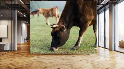 Jersey Cow Grazing in a Pasture with other Cattle Wall mural