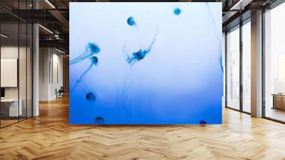 jellyfish in aquarium Wall mural